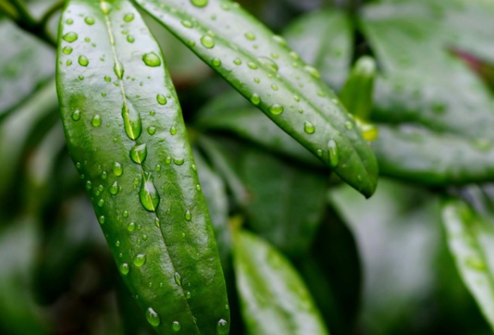 【萊沃醫(yī)療：知識分享】抓住雨水時節(jié)，養(yǎng)出春日好身體