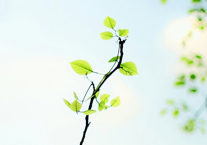 【萊沃醫(yī)療：知識分享】植樹節(jié)：“植”此青綠，擁抱春天，鼻炎黨速看，不踩雷！